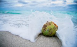 coconut in the ocean