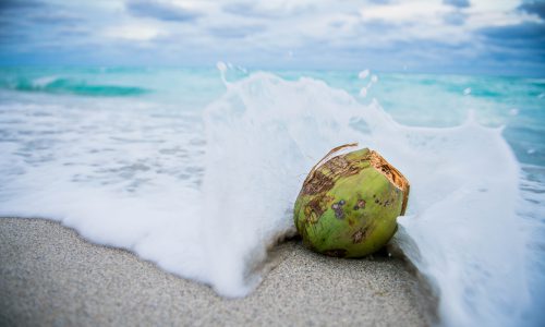 coconut in the ocean